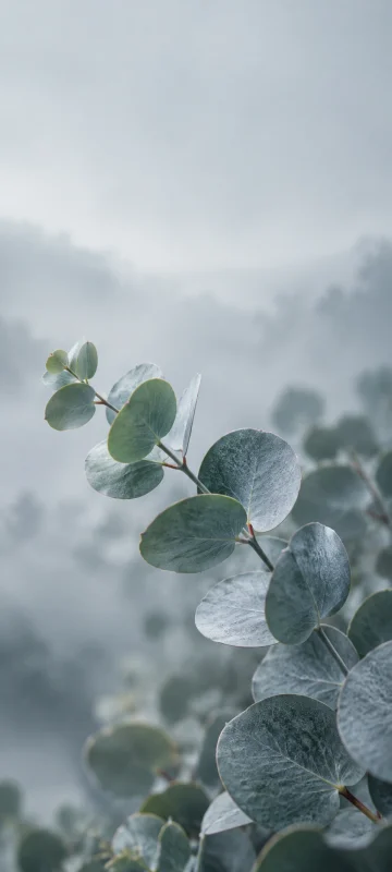 Botanical 02 original wallpaper
